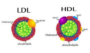 Cholesterol trong máu: Các chỉ số cần biết