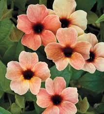 Image result for Thunbergia dregeana