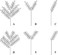 Image result for Lintonia nutans