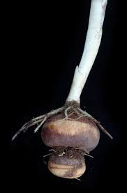 Image result for Ferraria welwitschii