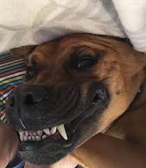 When it's cake day and our dog does his best trollface for a photo... :  r/WhatsWrongWithYourDog