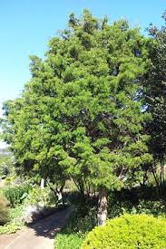 Image result for Widdringtonia