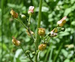 Image result for Cyathula lanceolata