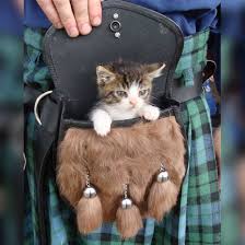 Kitten In A Sporran Scottish Purse For Kilt Traditionally The Scotts Used The Sporran In Battle To Carry Up To Three Kittens As Back Cats Animals Kittens