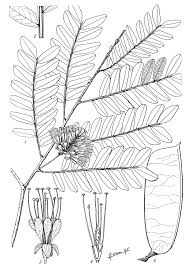 Image result for Scorodophloeus