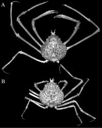 Image result for Meiosperma bracteatum