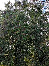 We did not find results for: Tree Of Heaven Woody Invasive Species Of The Great Lakes Basin Wigl