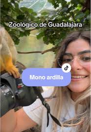 El Chango Del Zoo De Guadalajara