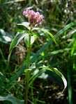 Image result for Floscopa glomerata