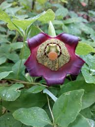 Image result for Campanulaceae