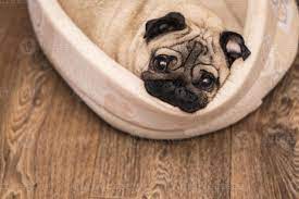 Teppiche verschönern jeden wohnbereich und schaffen dabei eine gemütliche atmosphäre, in welcher man sich einfach nur wohlfühlen kann. Mops Hund Schlaft Auf Seinem Beigen Teppich 1131195 Stock Photo Bei Vecteezy