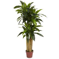Image result for Dracaena camerooniana