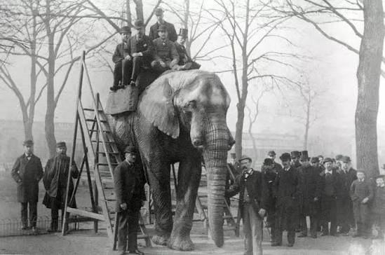 Jumbo the elephant | London Zoo