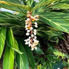 Because of its weedy tendencies, it is best grown in a pot on a table or bench, or in hanging basket so its arching flower stems cannot touch the ground. Alpinia Zerumbet Variegata Care Growing Variegated Shell Ginger