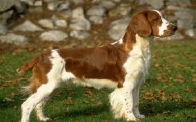 This energetic brisk dog can be an essential assistant for hunters and loving steadfast friend for everyone. All About Welsh Springer Spaniel Dog Breed Origin Behavior Trainability Facts Puppy Price Color Health