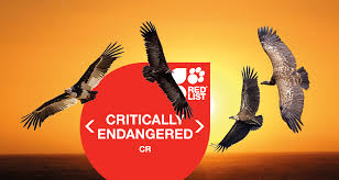 Africas Vultures Are Sliding Towards Extinction Warns