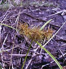 Image result for Cyperus platycaulis