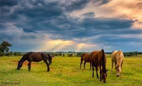 Where Do Horses Live Joy Of Animals