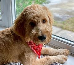 Our main objective is to provide you with beautiful, healthy and well tempered family pets. Specializing In Goldendoodles And Maltipoos