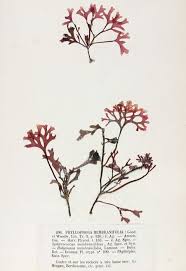 Image result for Phyllorachis