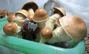 Pin On Mycology