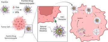 Unlocking Nature's Potential: Ferritin as a Universal Nanocarrier for  Amplified Cancer Therapy Testing via 3D Microtissues
