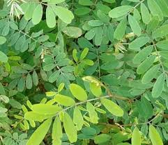 Image result for Blepharis maderaspatensis