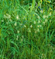 Image result for Pycreus macrostachyus