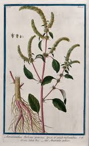 Image result for Amaranthus spinosus