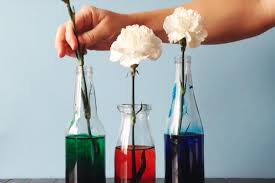 Absorption of food coloring from water occurs more quickly in white flowers with herbaceous stems than in those with woody stems. Kid Science Food Coloring Carnations Kix Cereal