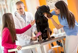Constanta unipet goofy, strada aprodul purice nr. Clinica Veterinara Univet