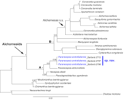 Image result for Paranecepsia alchorneifolia