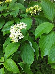 Image result for Cornaceae