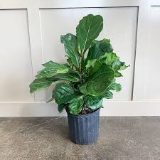 Image result for F kus Ficus