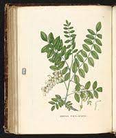 Maybe you would like to learn more about one of these? Le Robinier Faux Acacia Robinia Pseudoacacia