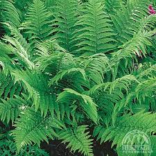 Image result for Polystichum sinense