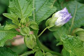 Image result for Nicandra physalodes