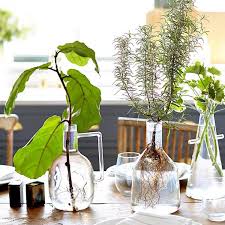 Watch for new growth of the plant coming up at the base of it. Hydroponic Gardening How To Grow Plants In Water Apartment Therapy