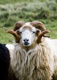 Sheep Of An Old Baltic Breed Called Skudės Sheep Breeds Cute Sheep Animals