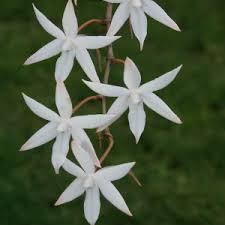 Image result for Eulophia leachii