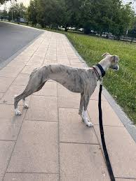 Image result for Lelya