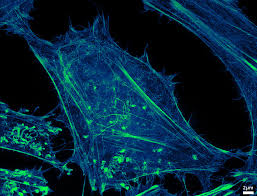 Tineye is an image search and recognition company. Homepage Scientific Volume Imaging