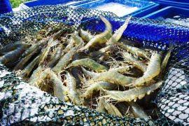 Image result for Coccinia adoensis