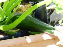 Don't buy a very large bag unless you are going to plant something large. Growing Zucchini In Container Gardens How To Plant Zucchini In Pots