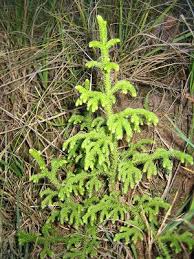 Image result for Lycopodiella cernua