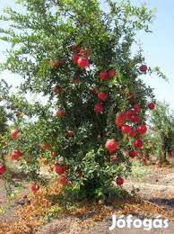 The pomegranate tree is very popular as a bonsai. Giant Hardy Pomegranate Orias Fagyturo Granatalma Punica Granatum Trees To Plant Pomegranate Tree Growing Fruit Trees