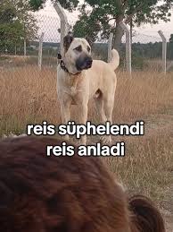 Kangal Köpekleri Hakkında Her Şey