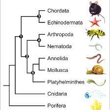 Check spelling or type a new query. A Simplified Phylogenetic Tree Of The Kingdom Animalia Showing Only The Download Scientific Diagram