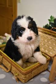 Picket fence bernedoodles welcome to picket fence bernedoodles f1 and f1b standard bernedoodles raised by our family for your family. Home Bluff Country Bernedoodles