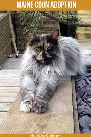 Pin On Maine Coons